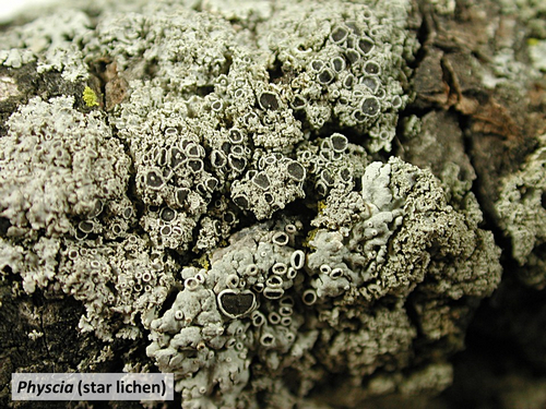 Lichens